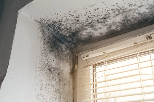 Affordable Basement Mold Removal solutions in Hawthorne, NJ